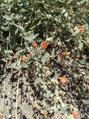 Sphaeralcea coulteri