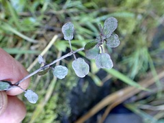 Coprosma crassifolia