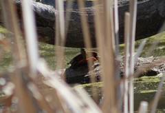 Chrysemys picta