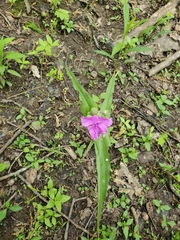 Tradescantia bracteata