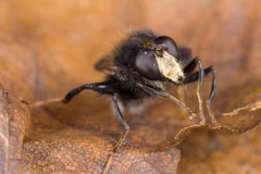 Criorhina ranunculi