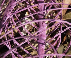 Antillogorgia bipinnata