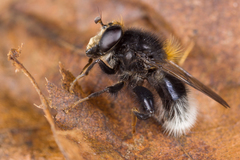 Criorhina ranunculi