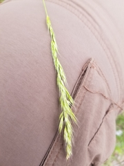 Trisetum interruptum