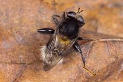 Criorhina ranunculi