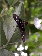 Amata pseudosimplex