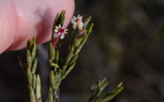 Struthiola leptantha