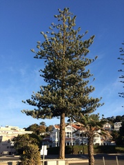 Araucaria heterophylla