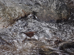 Cinclodes atacamensis