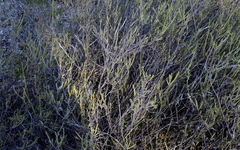 Struthiola leptantha