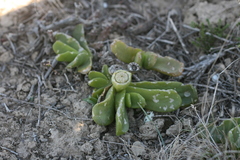 Glottiphyllum