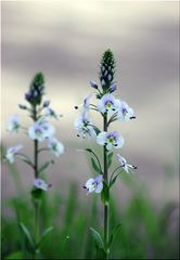 Veronica gentianoides