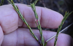 Struthiola leptantha