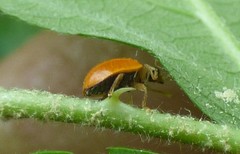 Mulsantina luteodorsa