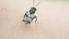 Cheiropachus quadrum