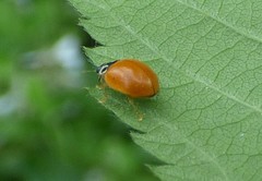 Mulsantina luteodorsa
