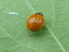 Mulsantina luteodorsa