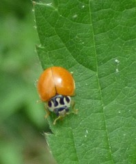 Mulsantina luteodorsa
