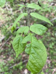 Fraxinus americana