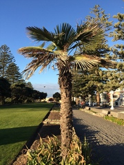 Trachycarpus fortunei