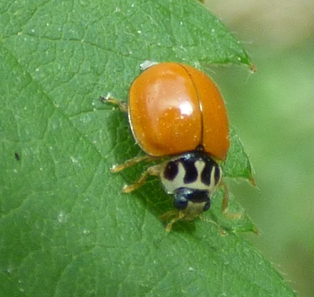 Clay-colored Lady Beetle