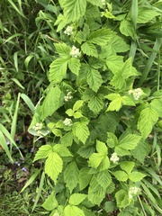 Humulus lupulus