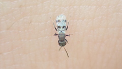 Cheiropachus quadrum