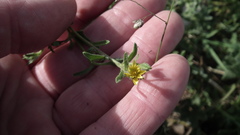 Osteospermum calendulaceum