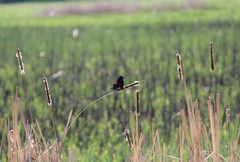 Agelaius phoeniceus