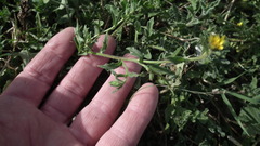 Osteospermum calendulaceum