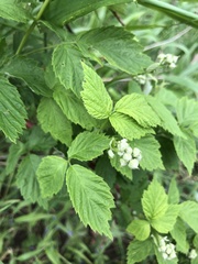 Humulus lupulus