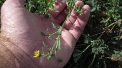 Osteospermum calendulaceum