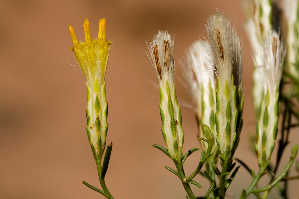 Solidagininae