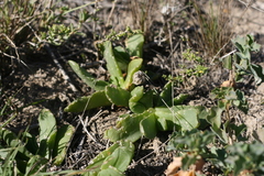 Glottiphyllum