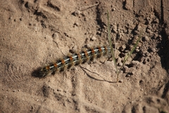 Paracles deserticola
