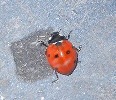 Coccinella septempunctata