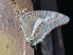 Charaxes saturnus saturnus