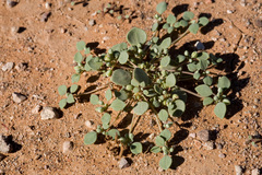 Drymaria pachyphylla