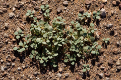 Drymaria pachyphylla