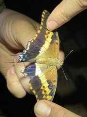 Charaxes saturnus saturnus