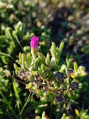 Drosanthemum intermedium