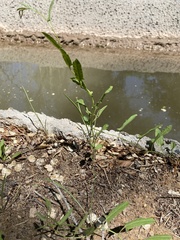 Convolvulus equitans