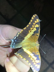 Charaxes saturnus saturnus