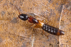 Xantholinus tricolor