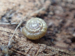 Helicodiscus parallelus