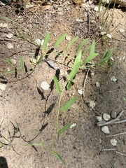 Convolvulus equitans