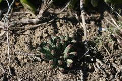 Euphorbia inermis