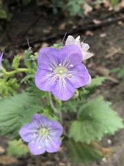 Phacelia grandiflora