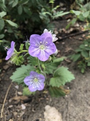 Phacelia grandiflora