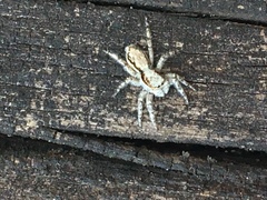 Menemerus bivittatus